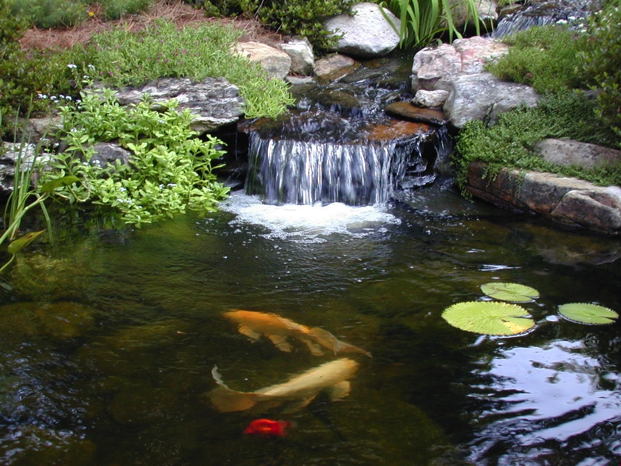 Koi pond waterfall waterlilies